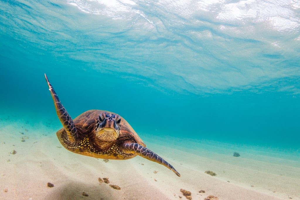 The Hawaiian Green Sea Turtle's natural habitat, the warm waters of the Pacific Ocean will be destroyed if we don't do something about plastic microbeads. 