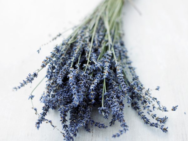 Potent Organic Ingredient: Lavender