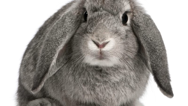 New Federal ban on cosmetic animal testing: find out what it means for you.