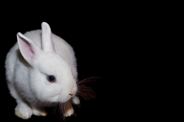 Government delays animal testing ban