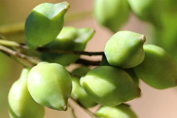 Kakadu plum has experienced a surge in popularity as a beauty ingredient.