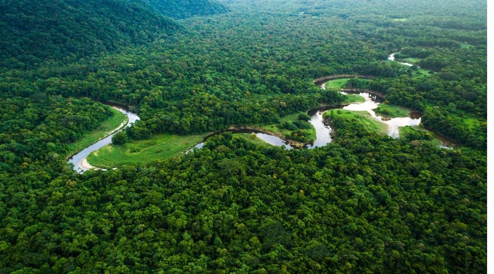 Amazon rainforest reforestation