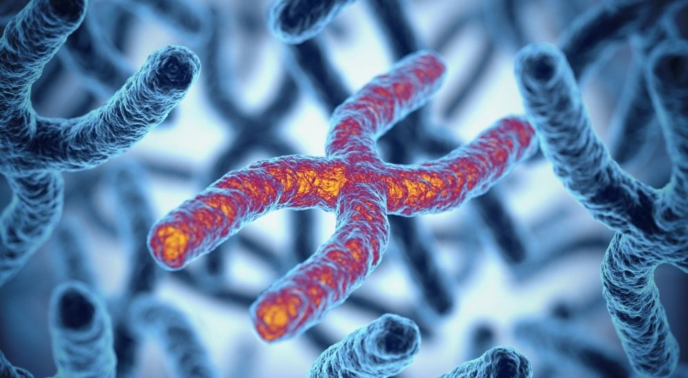 Can the Study of Telomeres Spell the Secret to Anti-aging?